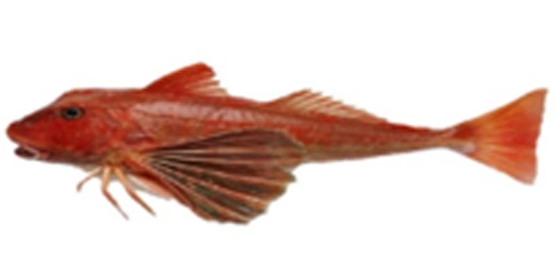 Chelidonichthys-cuculus