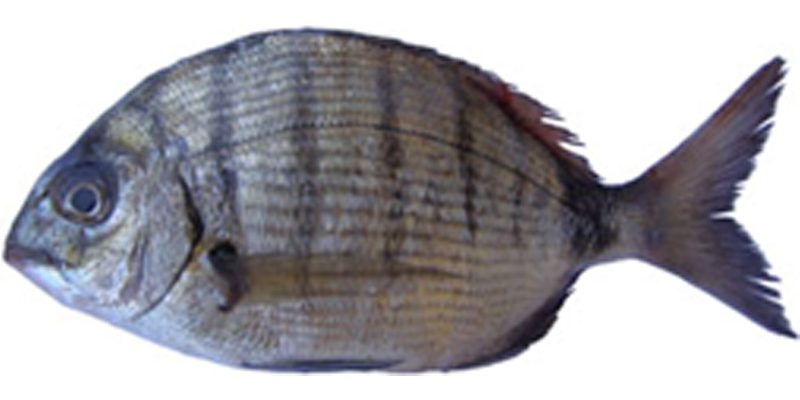 Diplodus-sargus-sargus