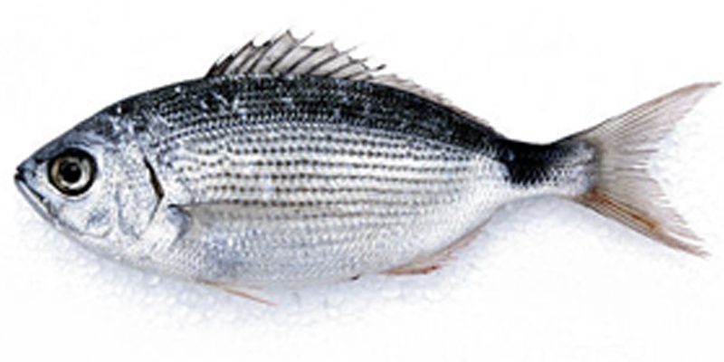 Oblada-Melanura