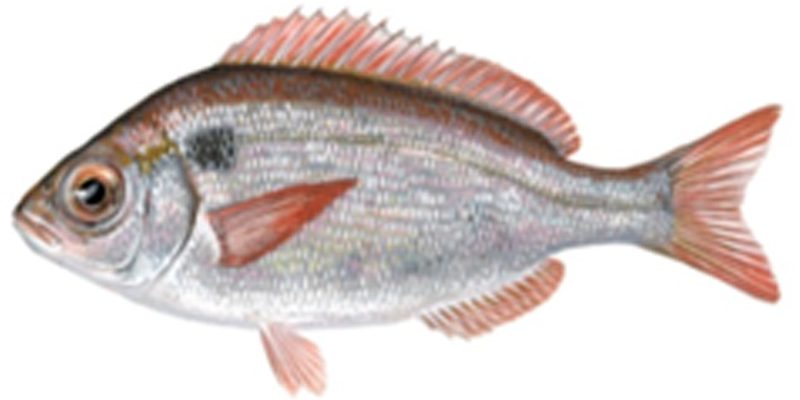 Pagellus-bogaraveo