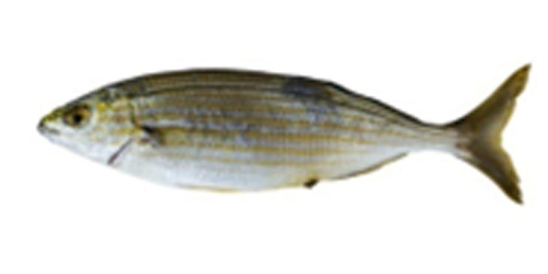 Sarpa-salpa