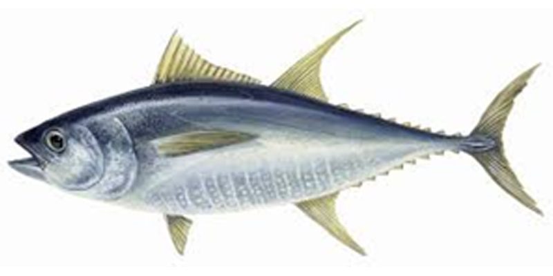 Thunnus-thunnus